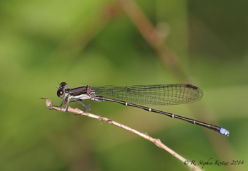 Argia tibialis, male